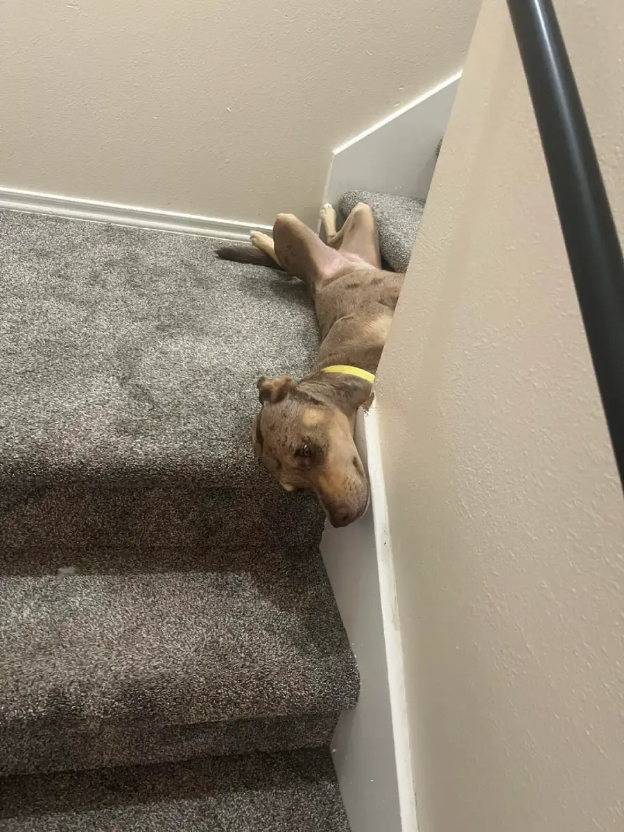 A dog lies upside down on carpeted stairs with its head resting on a step and body stretched awkwardly, looking relaxed and comfortable in an unusual position.