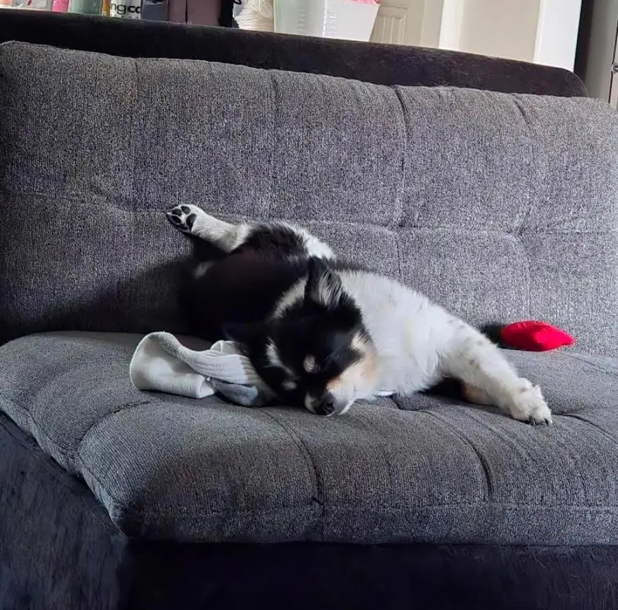 A small black and white dog is lying on its side, sleeping on a gray couch with a sock and a red toy nearby.