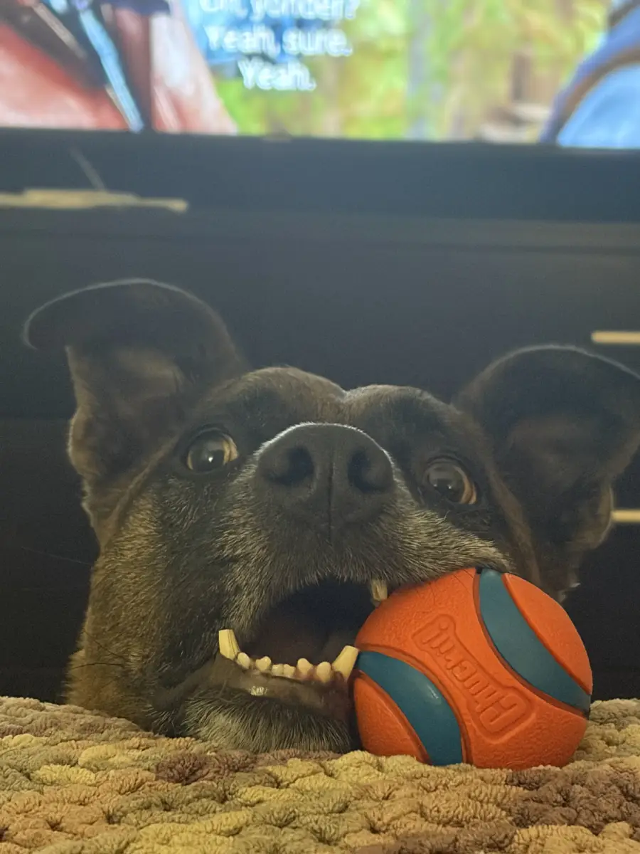A dog with perked ears lies on a textured surface, holding an orange and blue ball in its mouth. A TV screen with blurry subtitles is visible in the background.