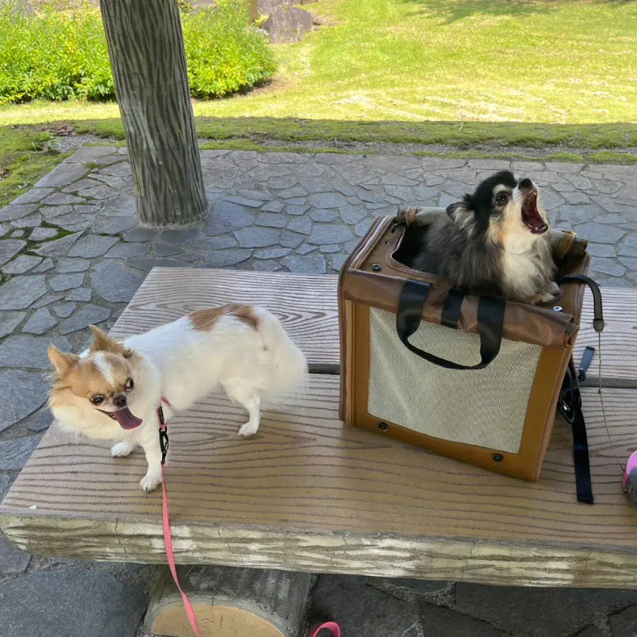 Two small dogs on a wooden bench; one is standing and panting while the other sits inside a brown pet carrier with its mouth open wide, possibly barking or yawning. Grassy park area in the background.