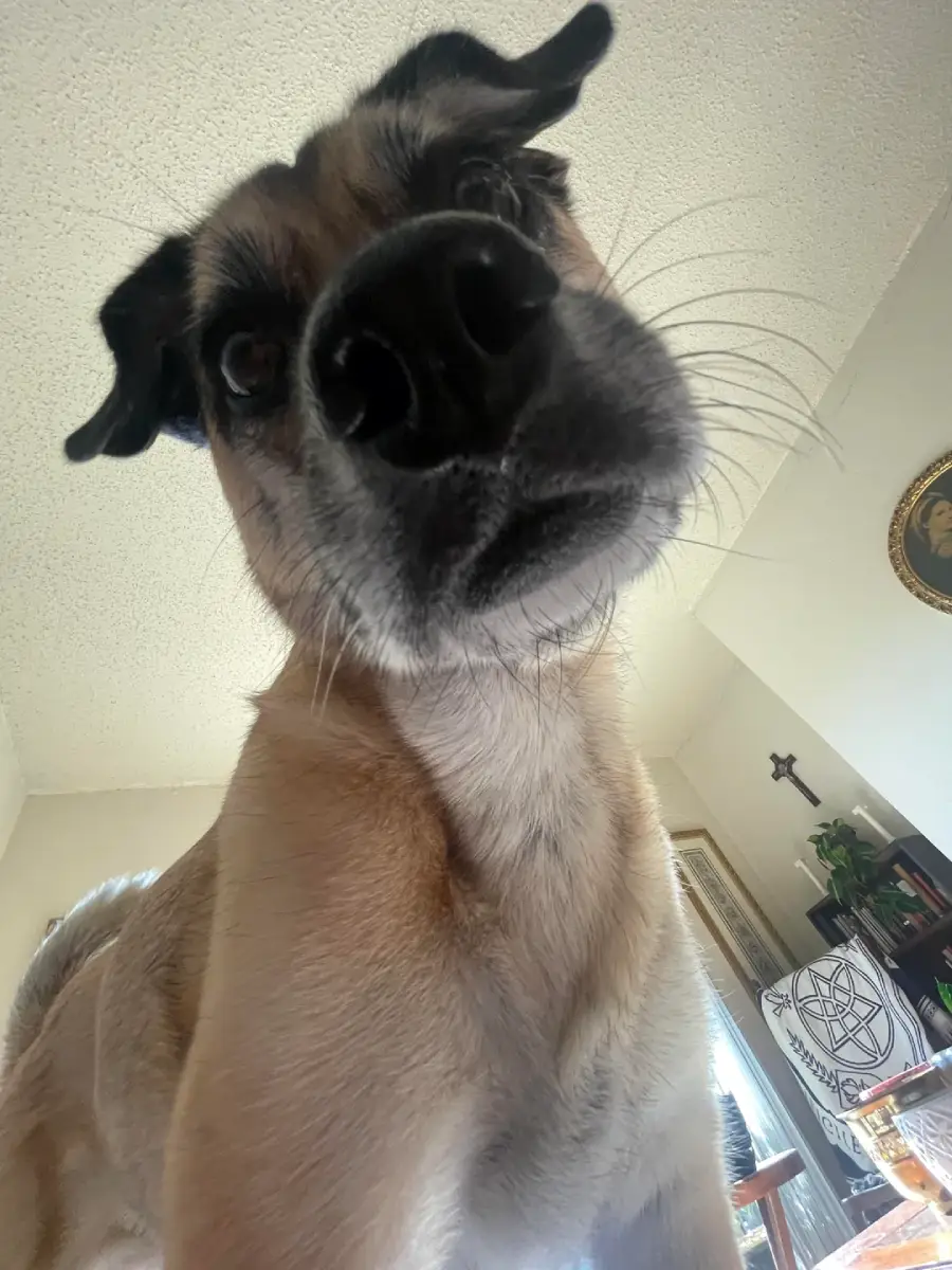 A curious dog with tan fur and a black nose looks down at the camera indoors, creating a close-up, wide-angle effect. A cross, framed picture, and plant are visible in the background.