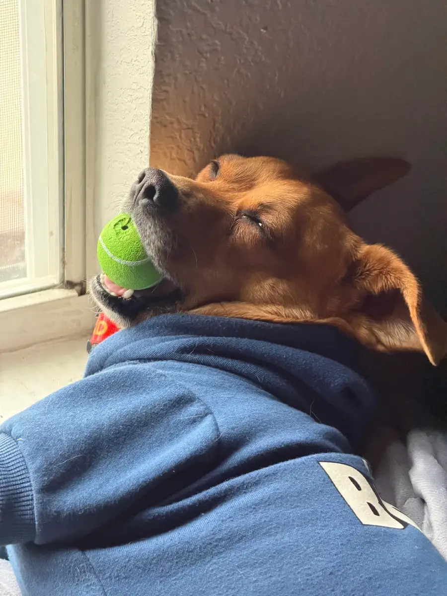 A brown dog in a blue hoodie sleeps by a window with a green tennis ball gently held in its mouth, looking peaceful and cozy.