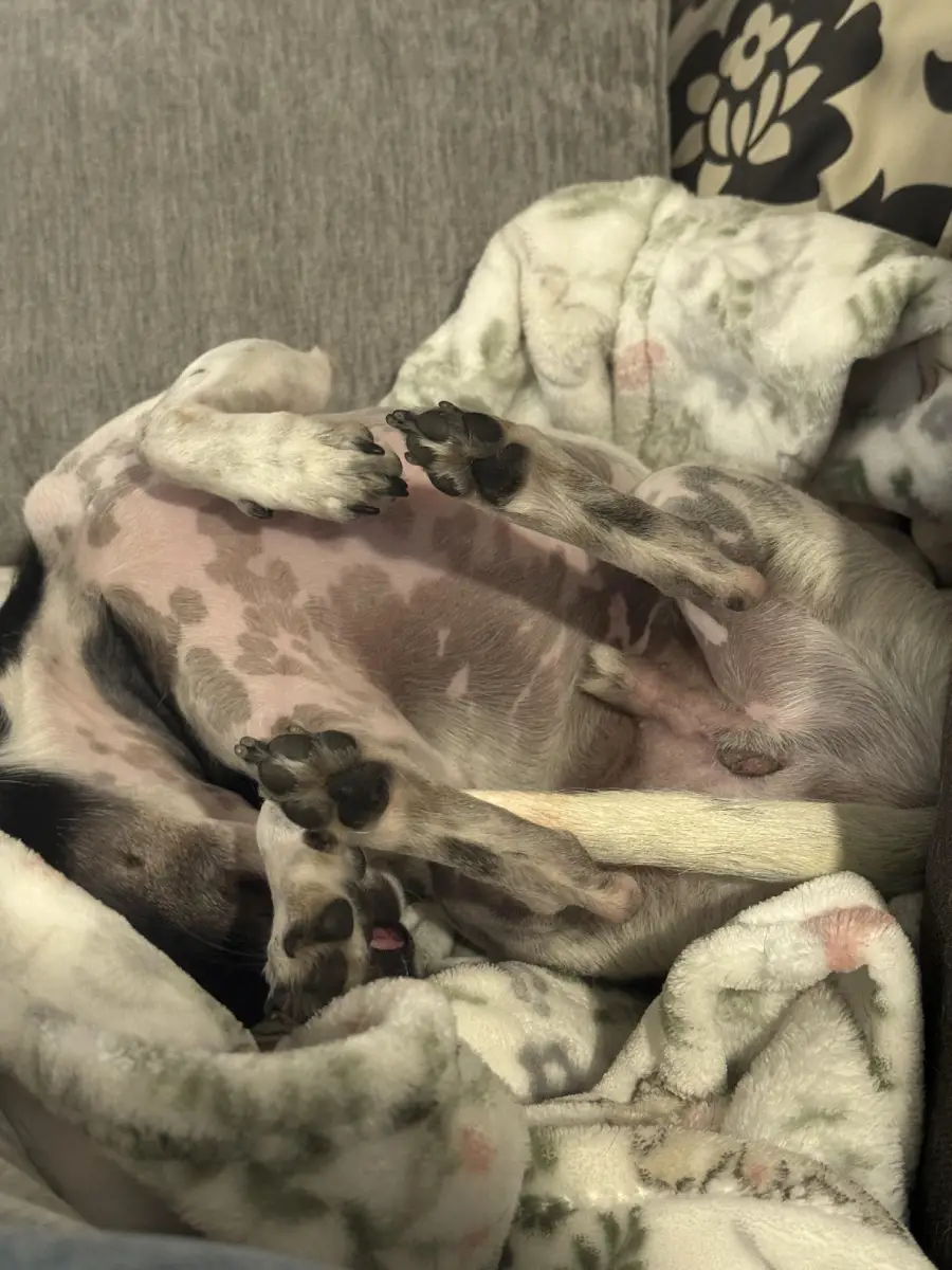A small black and white dog lies on its back, legs in the air, on a patterned blanket, showing its belly and paws in a relaxed, playful position.