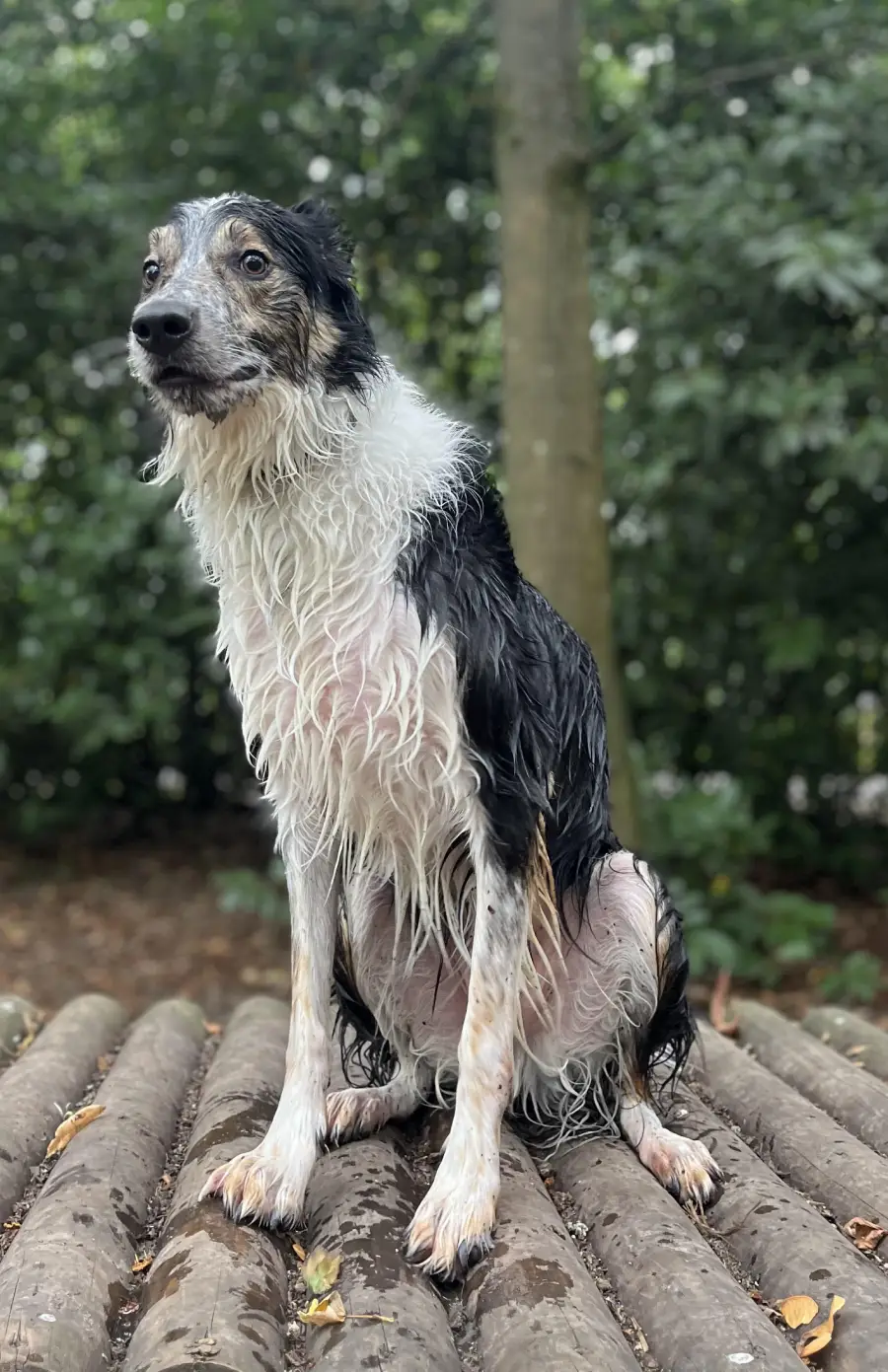 A wet dog with black and white fur sits on wooden logs outdoors, looking slightly to the left. Trees and greenery are visible in the background.