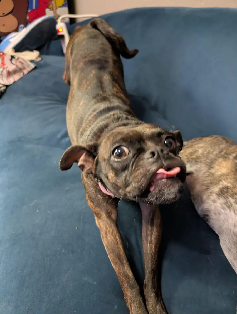 A small brindle dog is stretching on a blue couch with its tongue sticking out and eyes wide open, looking at the camera with a silly expression.