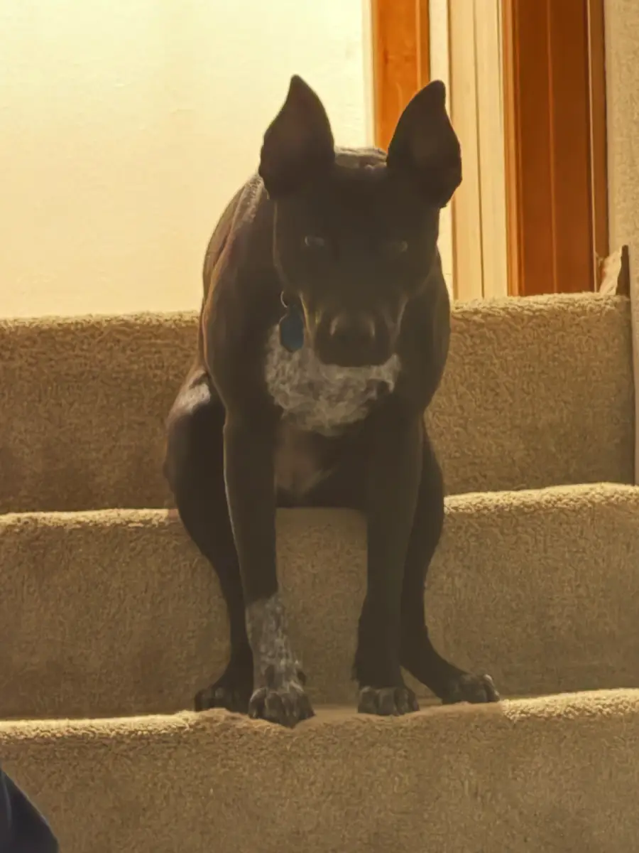 A black dog with speckled paws sits on a carpeted staircase, looking toward the camera. Light from above highlights the dog’s ears and face.