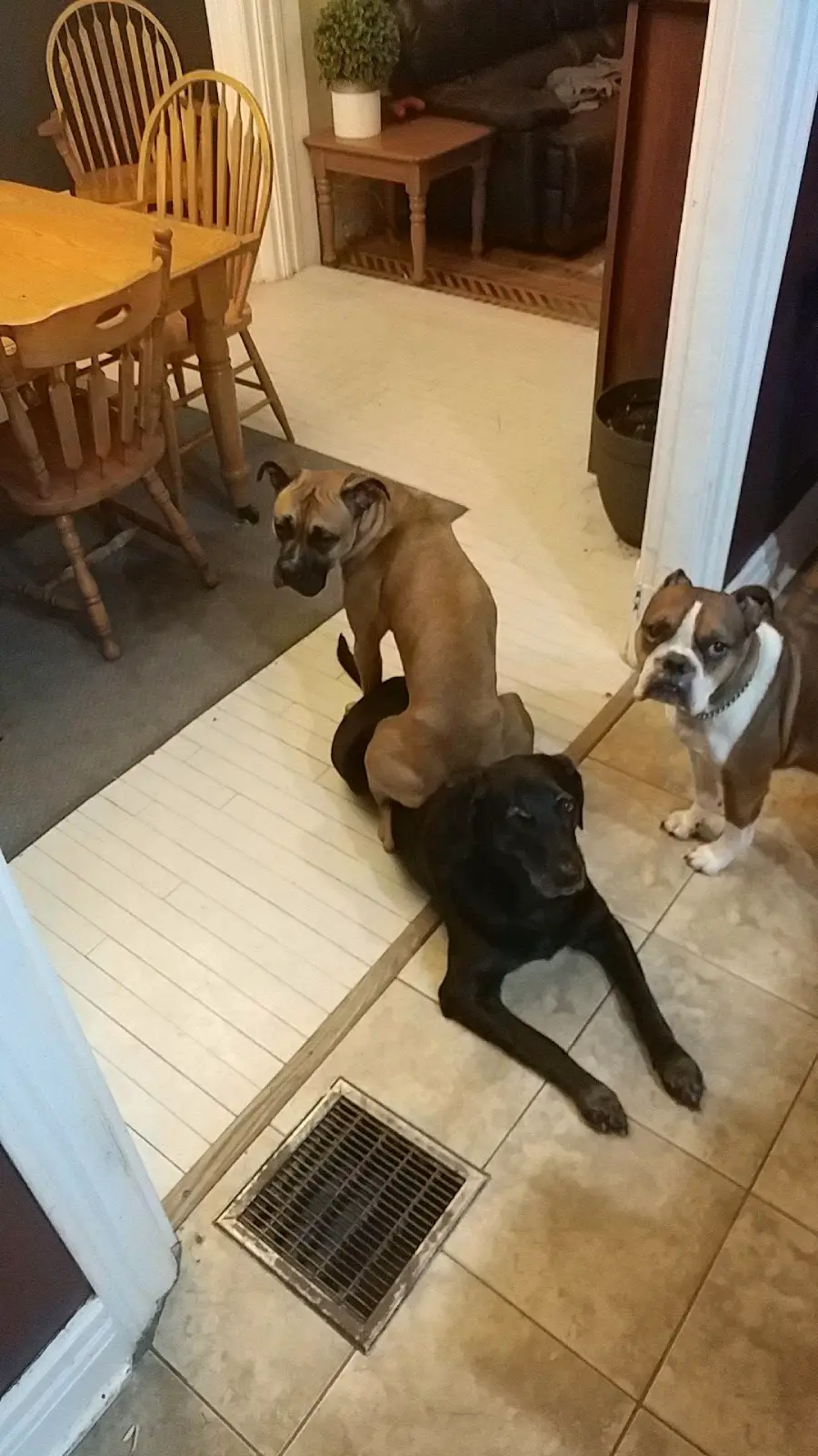 Three dogs are in a kitchen; one brown dog sits awkwardly on top of a black dog lying on the floor, while a brown and white dog stands nearby looking at the camera.
