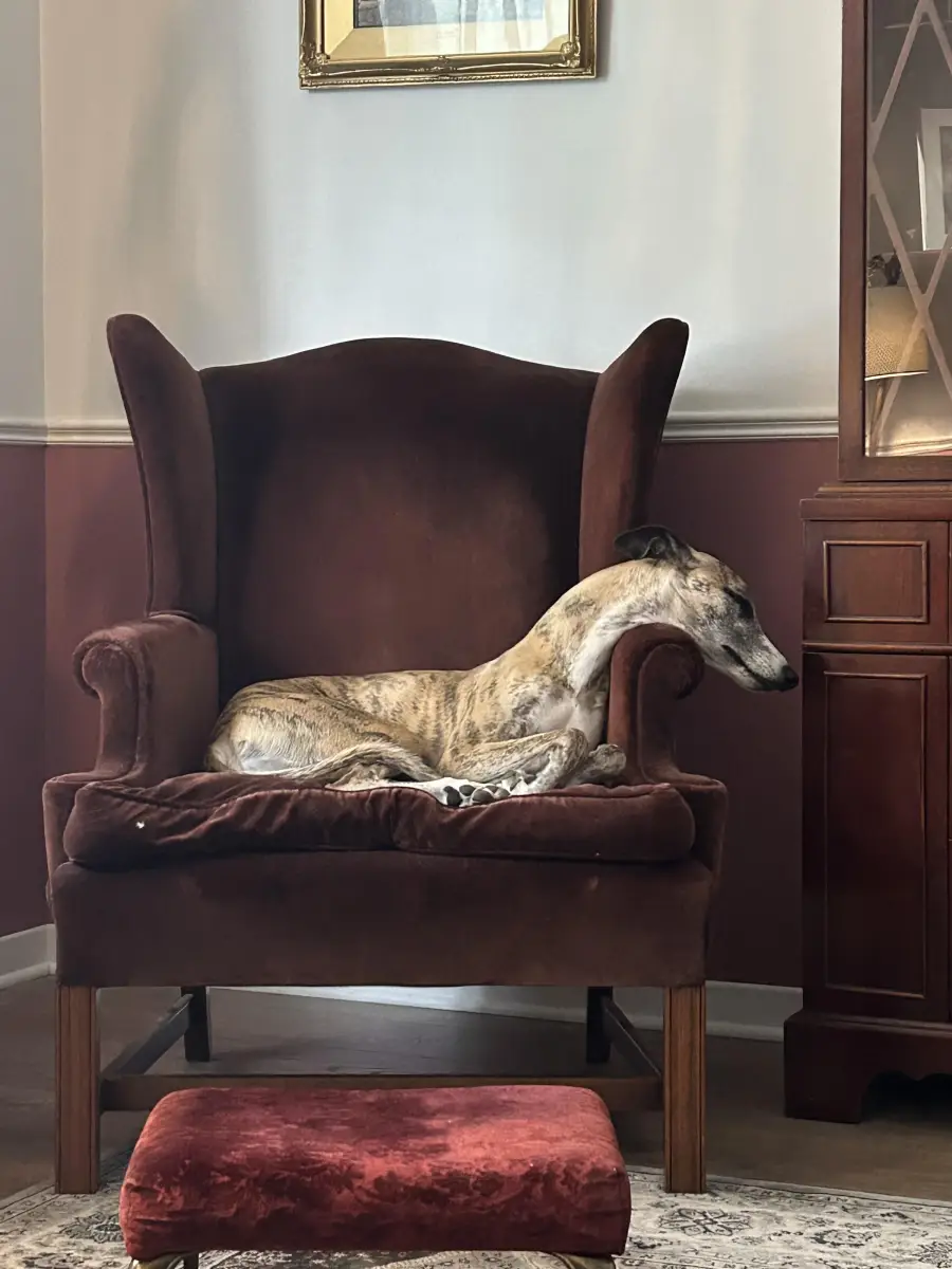 A resting greyhound lies curled up on a brown velvet armchair in a cozy room, with a small red footstool and wooden furniture nearby.