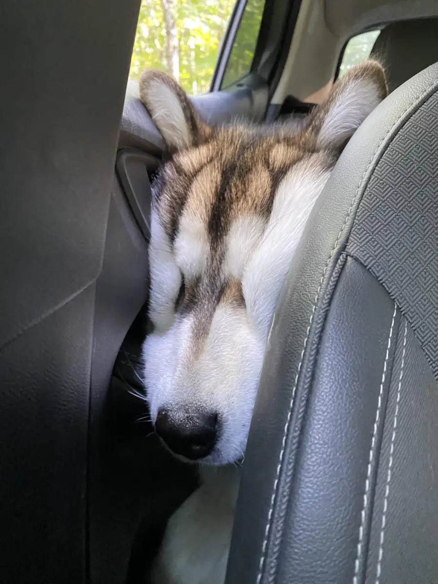 A husky with closed eyes is squished between a car seat and the door, appearing to nap comfortably despite the tight space.