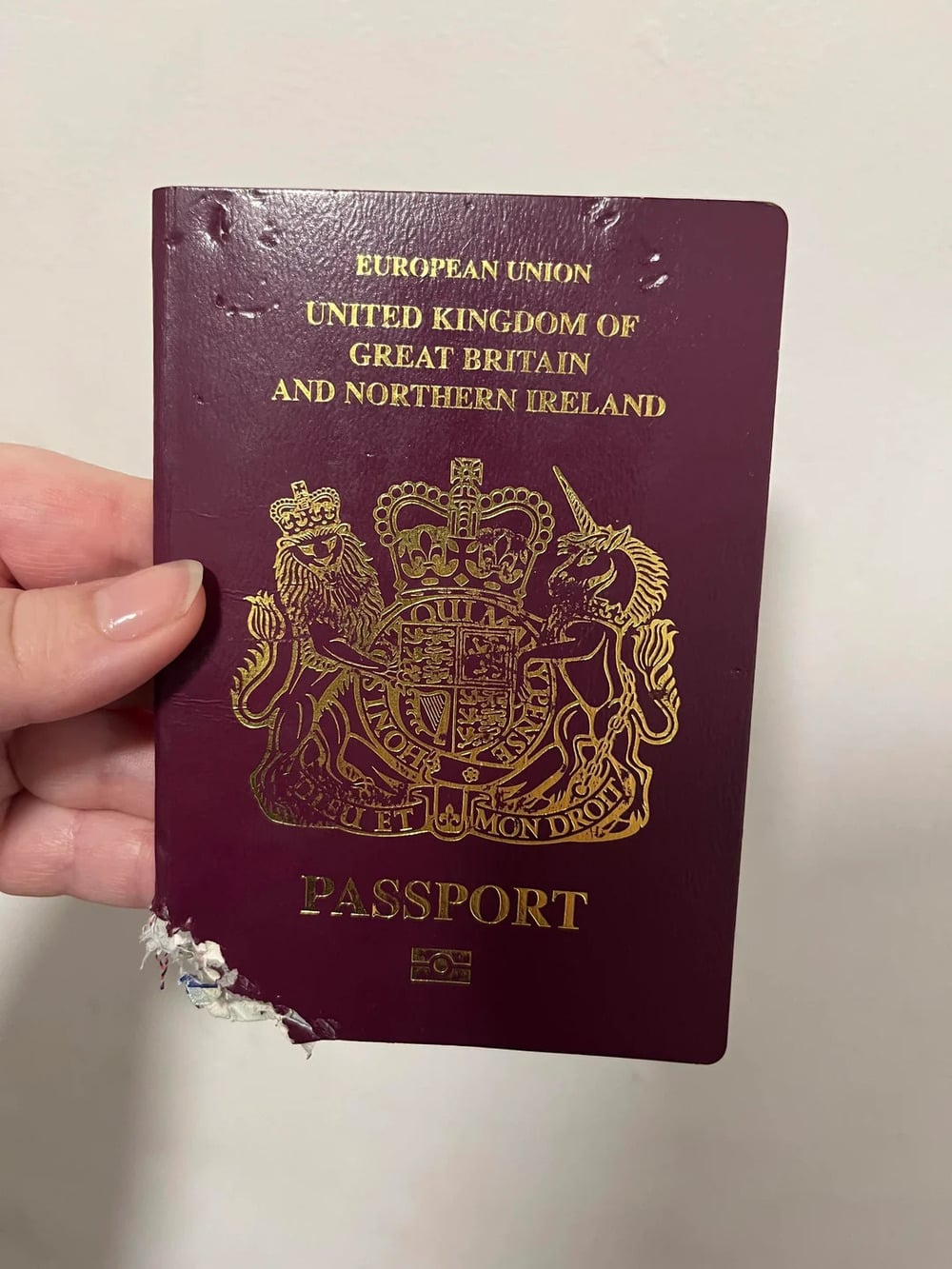 A hand holding a maroon United Kingdom passport with visible bite marks and damage on the bottom left corner of the cover.