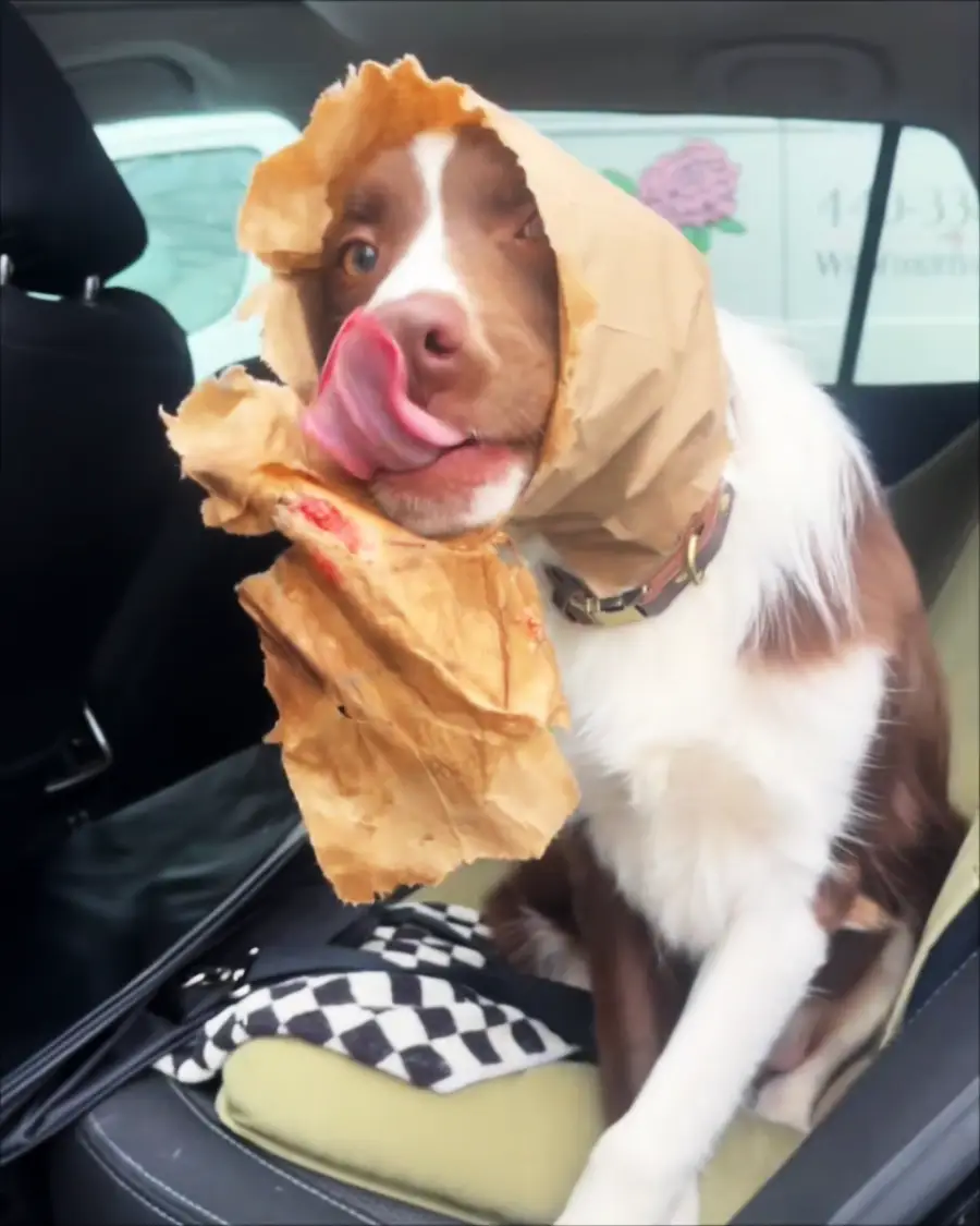 A brown and white dog in a car has its head through a torn brown paper bag, licking its nose with its tongue sticking out.