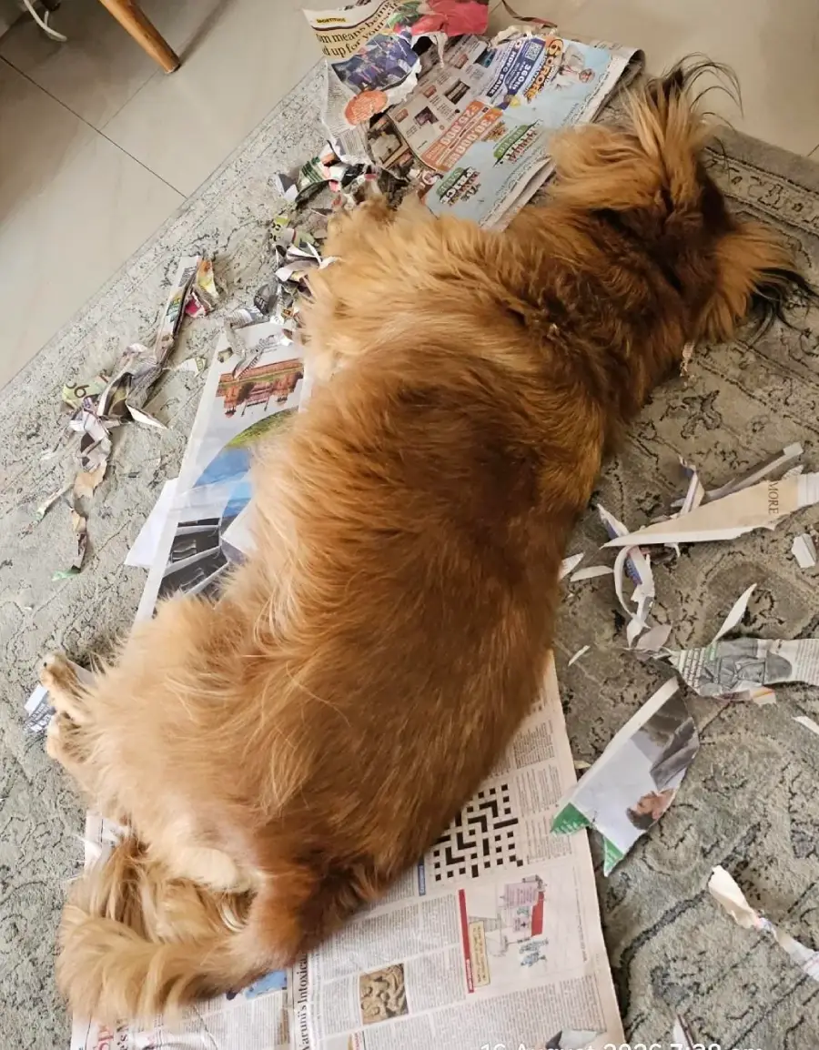A large brown dog lies on a rug, surrounded by shredded newspaper pieces, with its head resting on an unshredded section of newspaper.