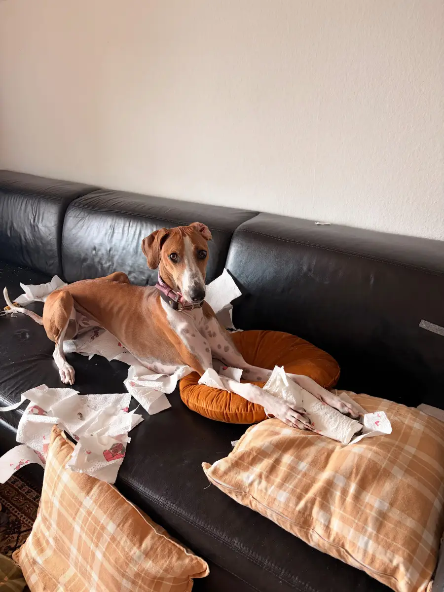 A brown and white dog lies on a black couch surrounded by torn pieces of white paper, looking up with a guilty expression. Pillows are scattered around.