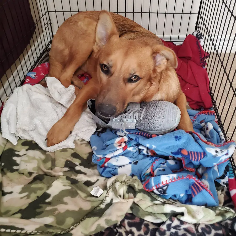 A tan dog lies in a crate on colorful blankets, holding a gray sneaker in its mouth and looking up at the camera.