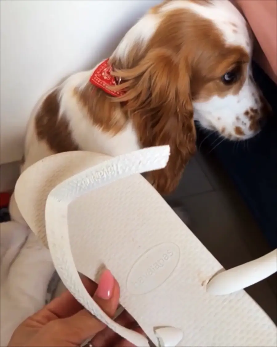 A person holds a broken white sandal in the foreground, while a brown and white dog with a red bandana looks away in the background.