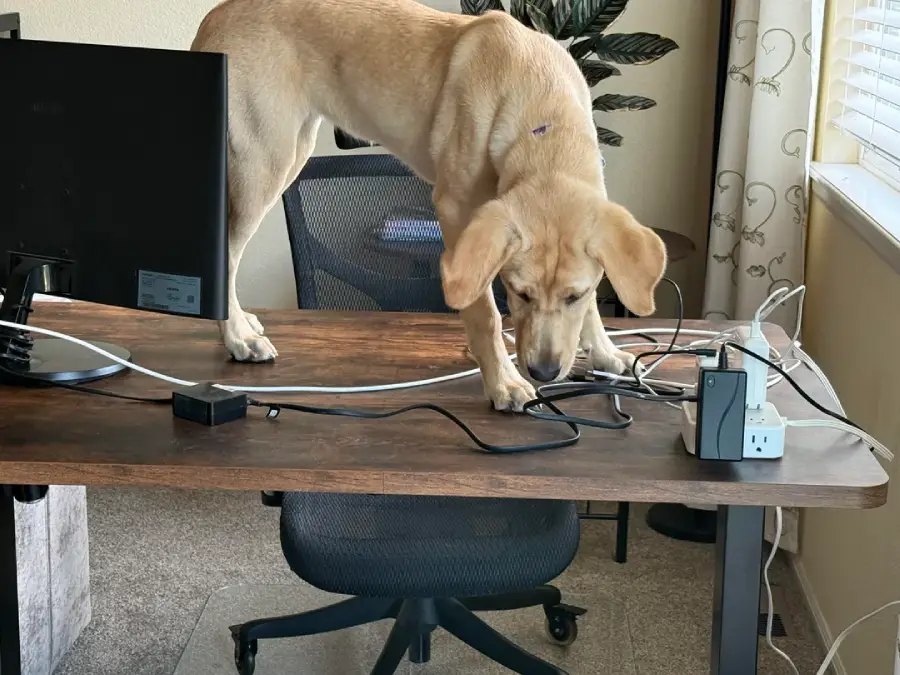 A yellow dog stands on a desk, sniffing tangled cables next to a monitor and power strip in a home office with sunlight coming through the window.