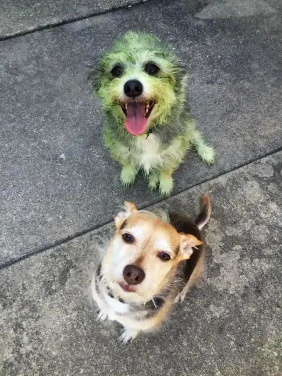 Two small, scruffy dogs sit on a concrete surface. The dog in the back has green-tinted fur and a happy expression. The dog in the front has brown and white fur and looks up curiously at the camera.