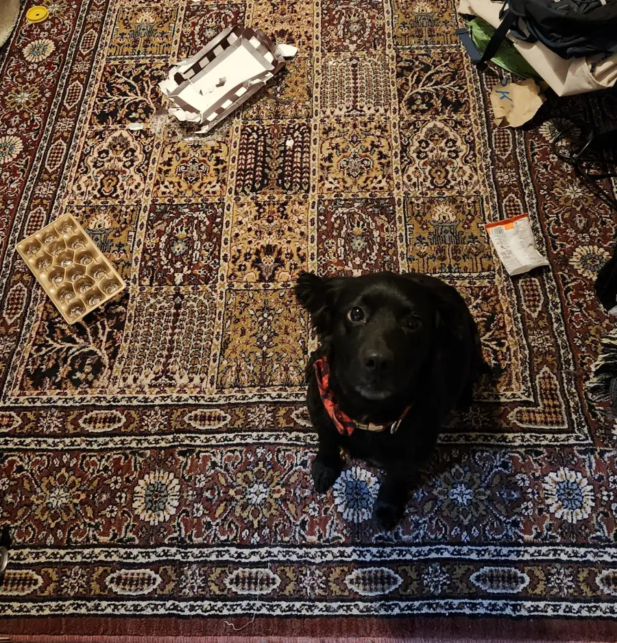 A black dog with a red bandana sits on a patterned rug, looking up. Scattered around are an empty egg carton, torn packaging, and various items near the edges of the rug.