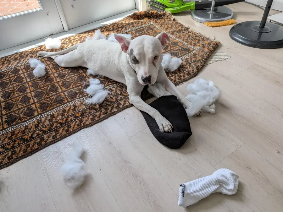 A white dog lies on a rug, surrounded by stuffing from a destroyed black cushion, with a white sock nearby on a light wood floor.