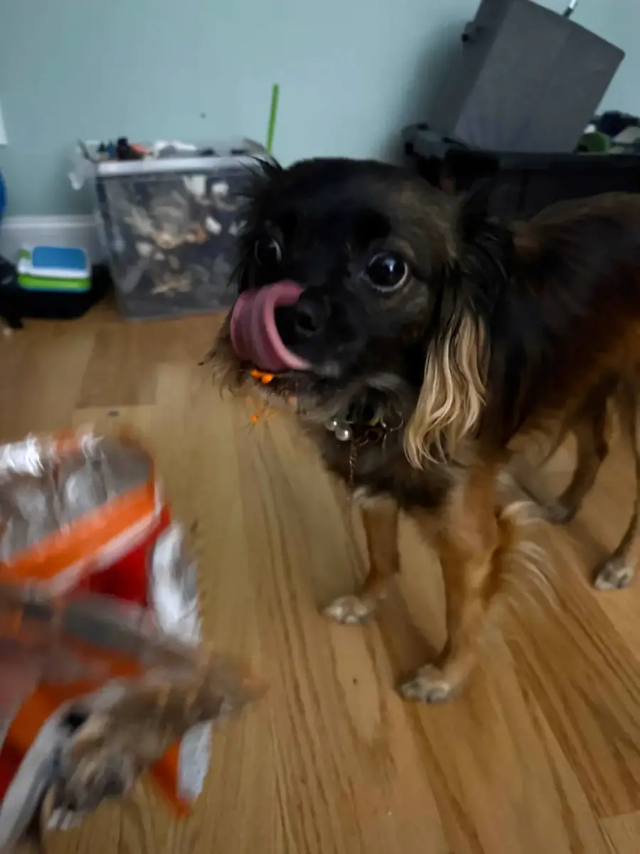 Small brown dog with long ears licks its nose while looking at a treat being held out. The dog stands on a wooden floor with storage bins and pet items in the background.