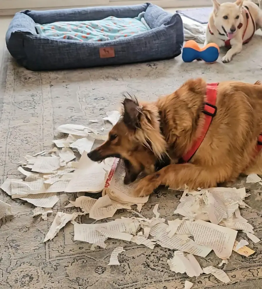 A large brown dog wearing a red harness chews on a torn book, surrounded by ripped pages, while a smaller dog and a dog bed are in the background.