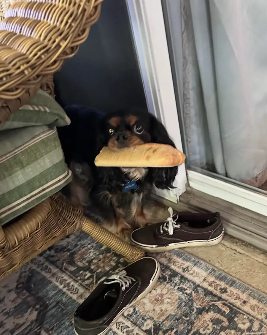 A small black and brown dog stands in a doorway, holding a loaf of bread in its mouth. There are shoes and a wicker chair nearby on a patterned rug.