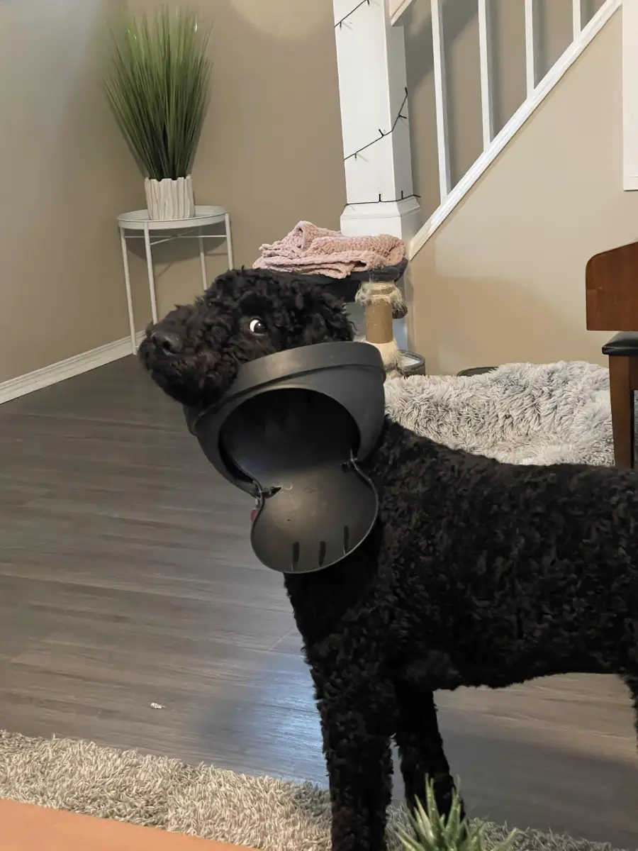 A curly black dog stands indoors with its head stuck inside a black plastic object, possibly a planter. The room has wooden floors, a cat tree, and a tall plant in a white pot.