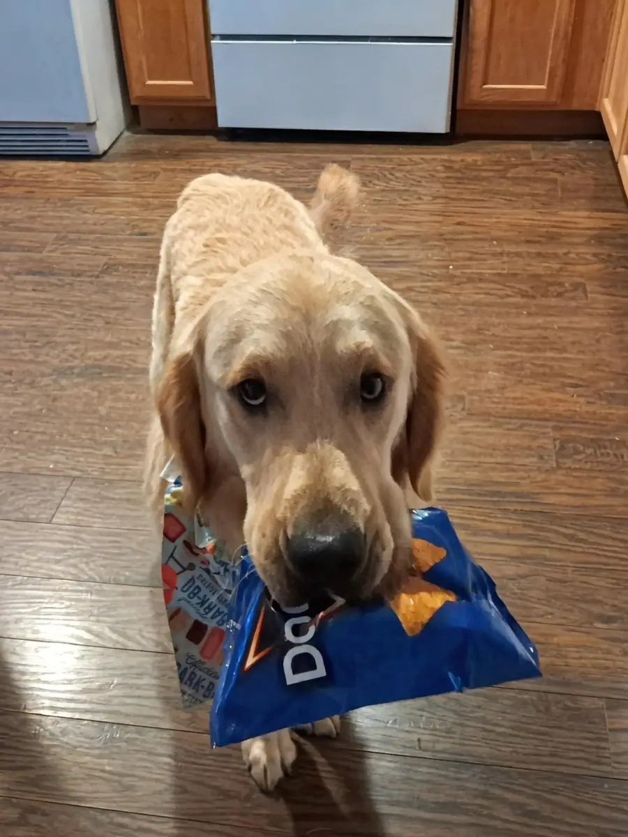 A golden retriever stands on a wooden floor, holding an unopened bag of Doritos in its mouth, looking up with a hopeful expression.