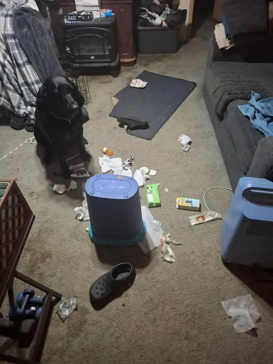 A black dog sits on a messy carpet surrounded by scattered trash, tissues, a knocked-over bin, a shoe, and various items in a cluttered living room.