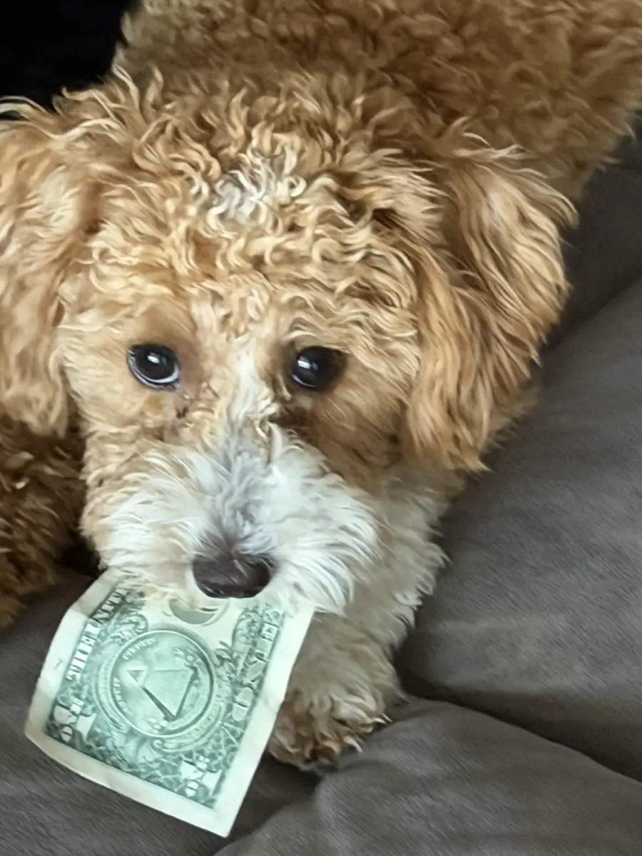 A curly-haired dog lying on a couch holds a one-dollar bill in its mouth, looking up with wide eyes.