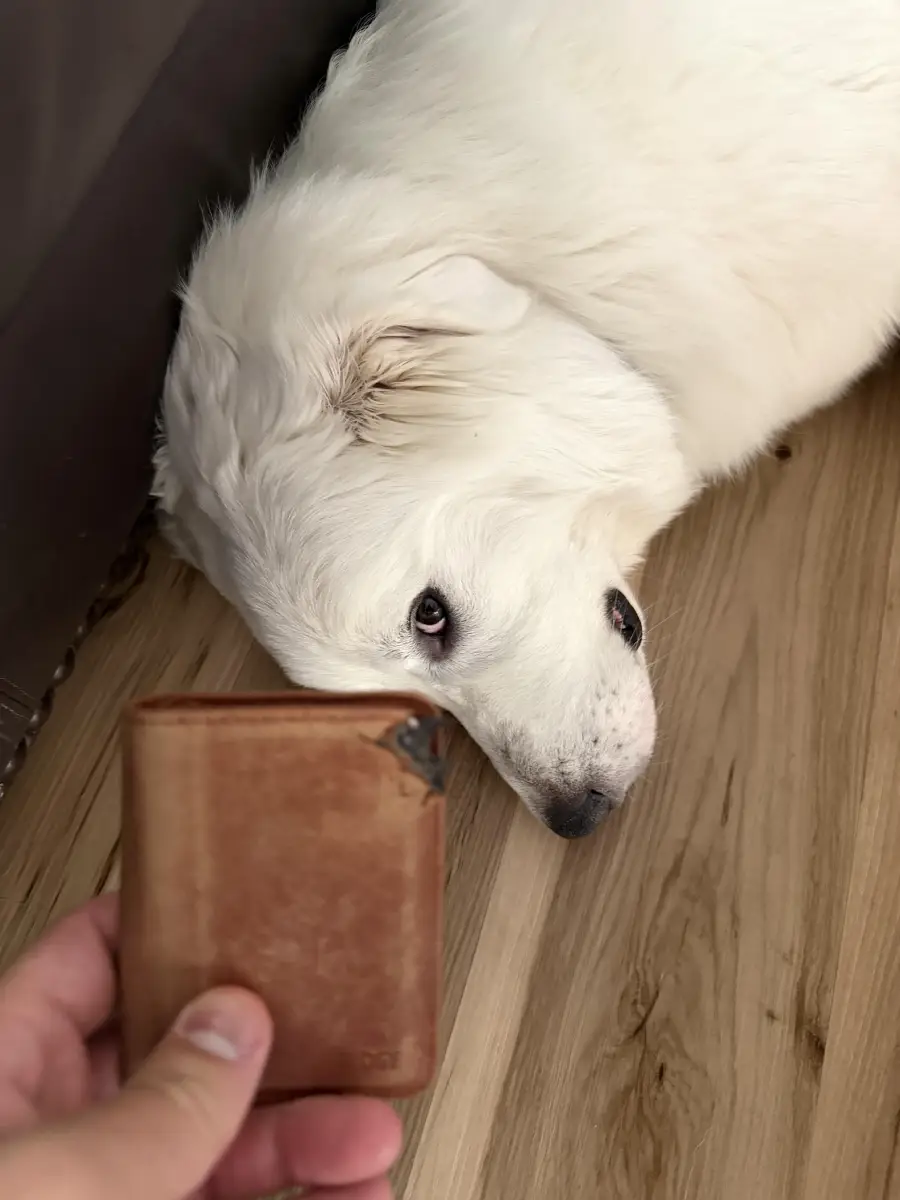 A person holds a chewed brown wallet while a large white dog lies on a wooden floor, looking up with a guilty expression.