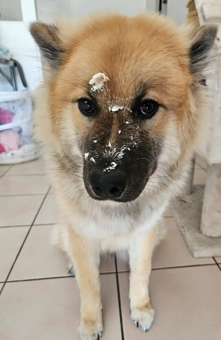 A fluffy dog with cream-colored fur has spots of white cream or frosting on its nose and forehead, sitting on a tile floor, looking up with big dark eyes.