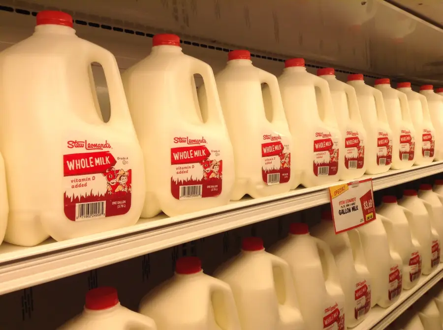 Rows of gallon jugs of whole milk with red labels are neatly lined up on refrigerated shelves in a grocery store dairy section. A price tag is visible on the lower shelf.