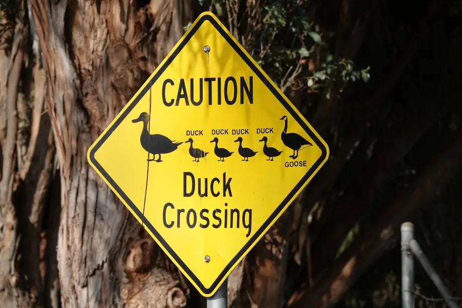 Yellow road sign reading “Caution Duck Crossing” with silhouettes labeled “duck” and one labeled “goose,” referencing the children’s game “Duck, Duck, Goose.” Trees are visible in the background.