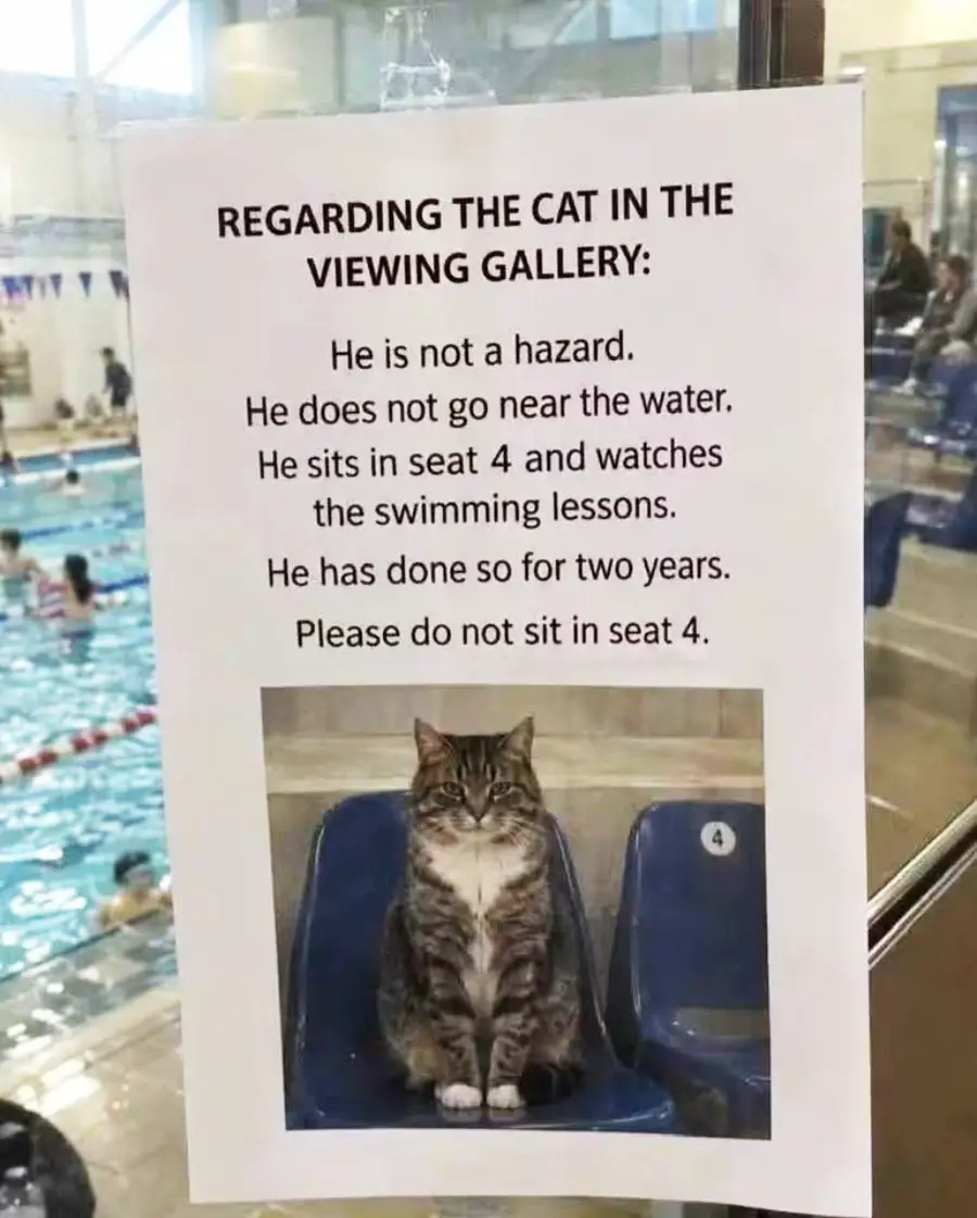 A printed sign about a cat sitting in seat 4 in a pool viewing gallery, explaining the cat’s harmlessness and asking people not to sit in seat 4. The cat sits calmly on the chair with a pool in the background.