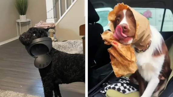 funny-dogs-caught-in-mischief