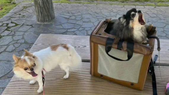 hilarious-times-dogs-acted-broken
