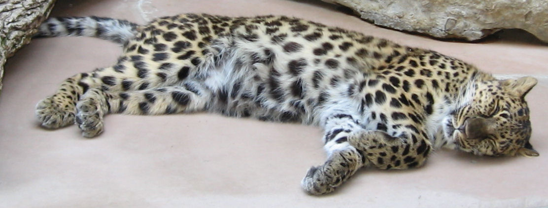 A leopard with distinctive dark spots lies stretched out on its side, resting on a smooth, light-colored surface near some rocks.