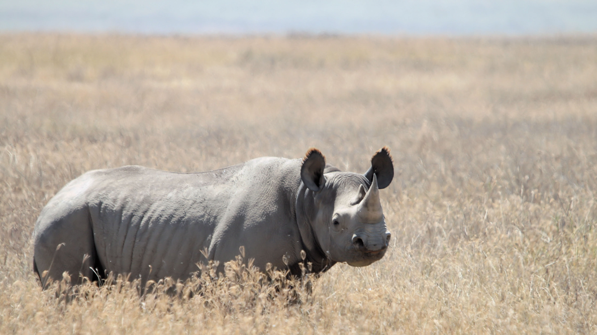A black rhinoceros stands in tall dry grass in an open savannah, facing the camera, with its distinctive two horns clearly visible.