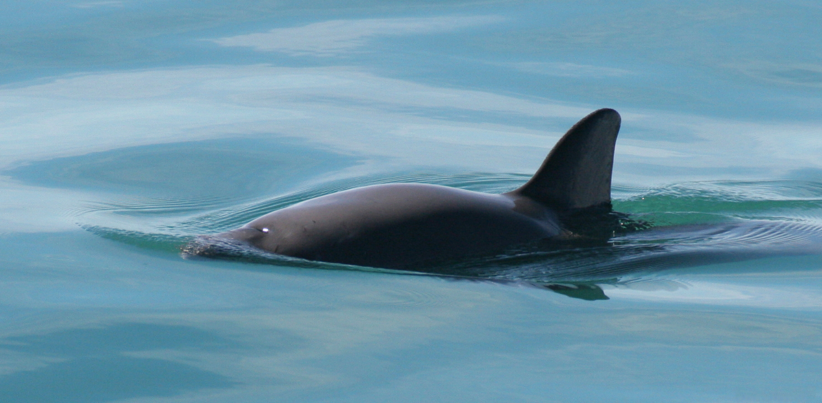 Animals. A vaquita, a small porpoise with smooth gray skin and a curved dorsal fin, surfaces in calm blue-green water.