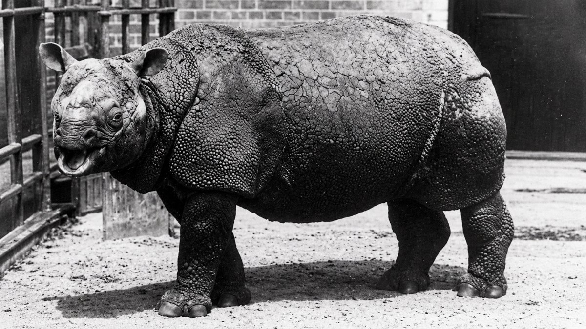 A black-and-white photo of a rhinoceros standing on a sandy surface in an enclosure, facing left with its mouth slightly open. The rhino’s thick, textured skin and large horn are clearly visible.