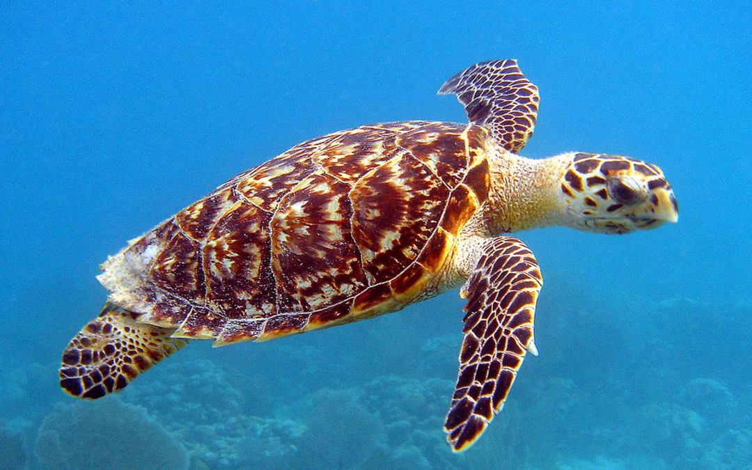 A sea turtle with a brown and yellow patterned shell swims underwater above coral, surrounded by clear blue ocean.