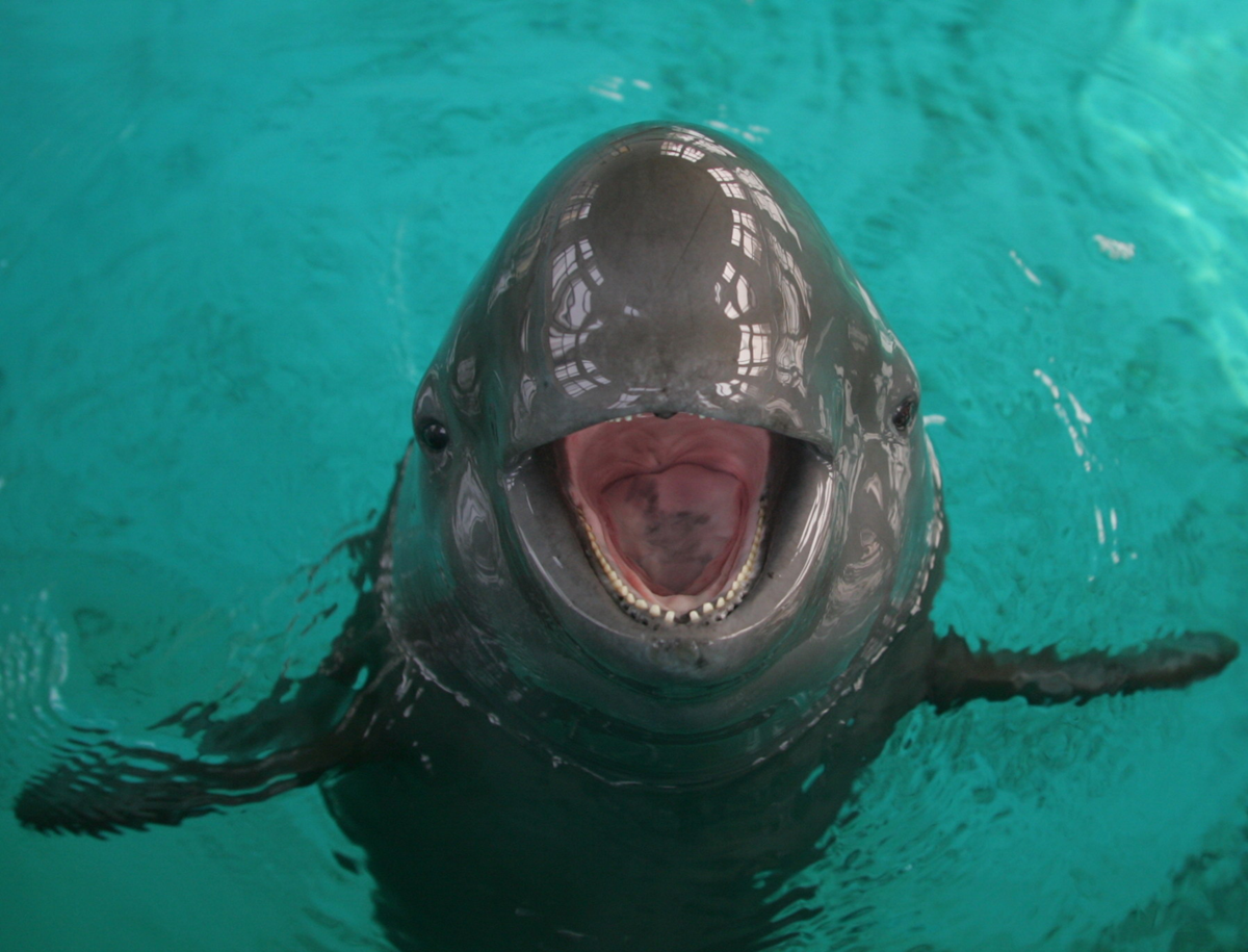 A close-up of a smiling porpoise with its mouth open, swimming in clear turquoise water.