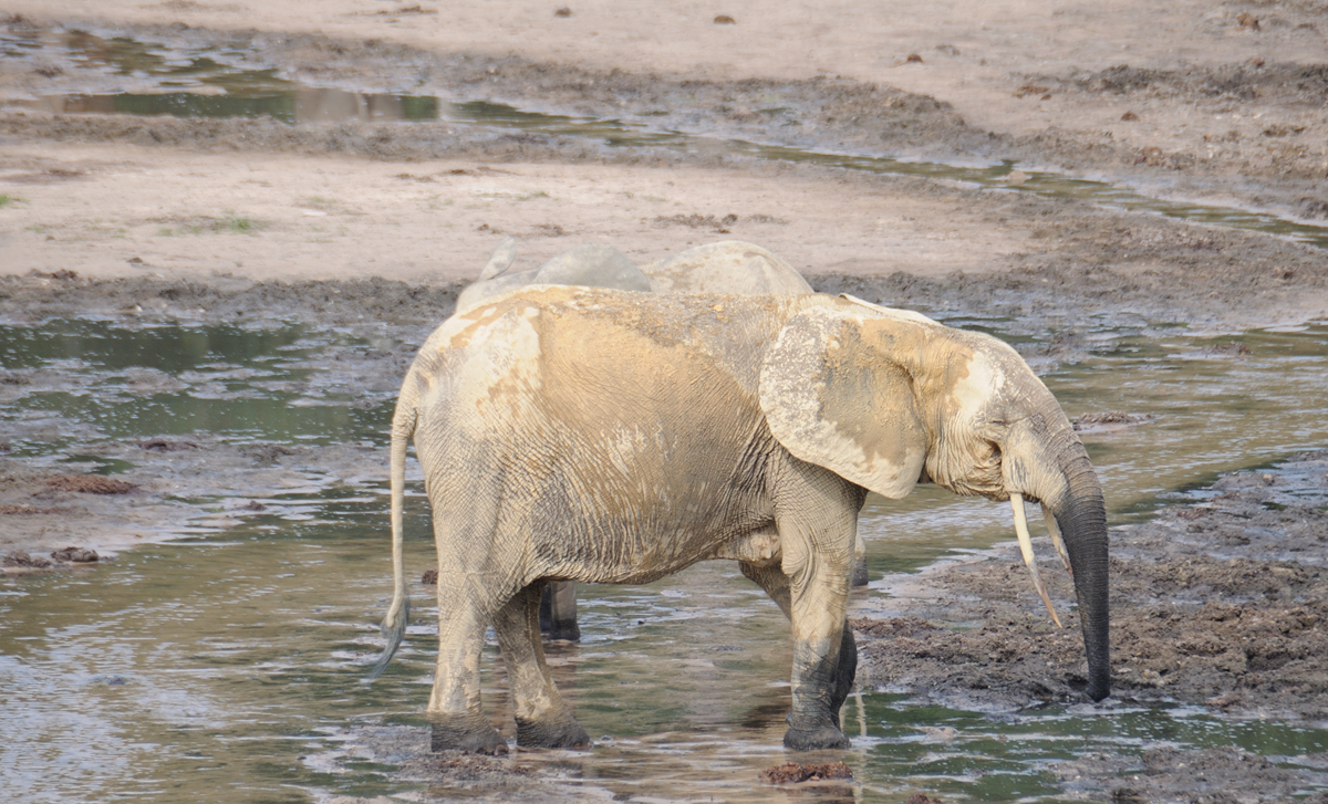 Two elephants stand close together at a muddy watering hole. One elephant is fully visible in the foreground, while the second elephant is partially hidden behind it.