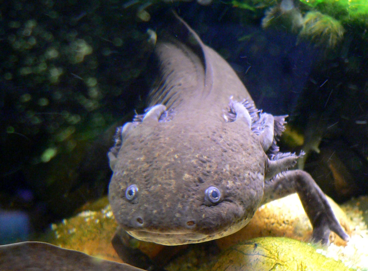 A close-up of a brown axolotl underwater, showing its round face, small eyes, and feathery external gills. Rocks and green aquatic plants are visible in the background.