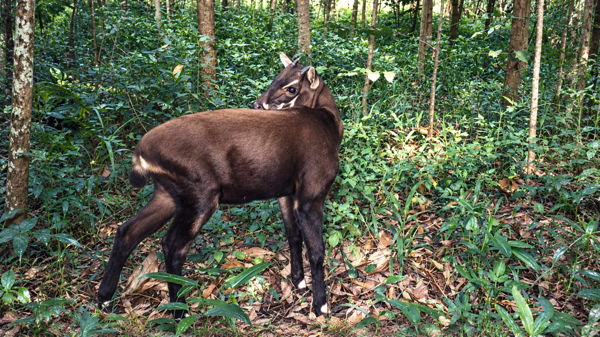 A saola stands in a lush green forest, looking back over its shoulder. Dense vegetation and tall trees fill the background.