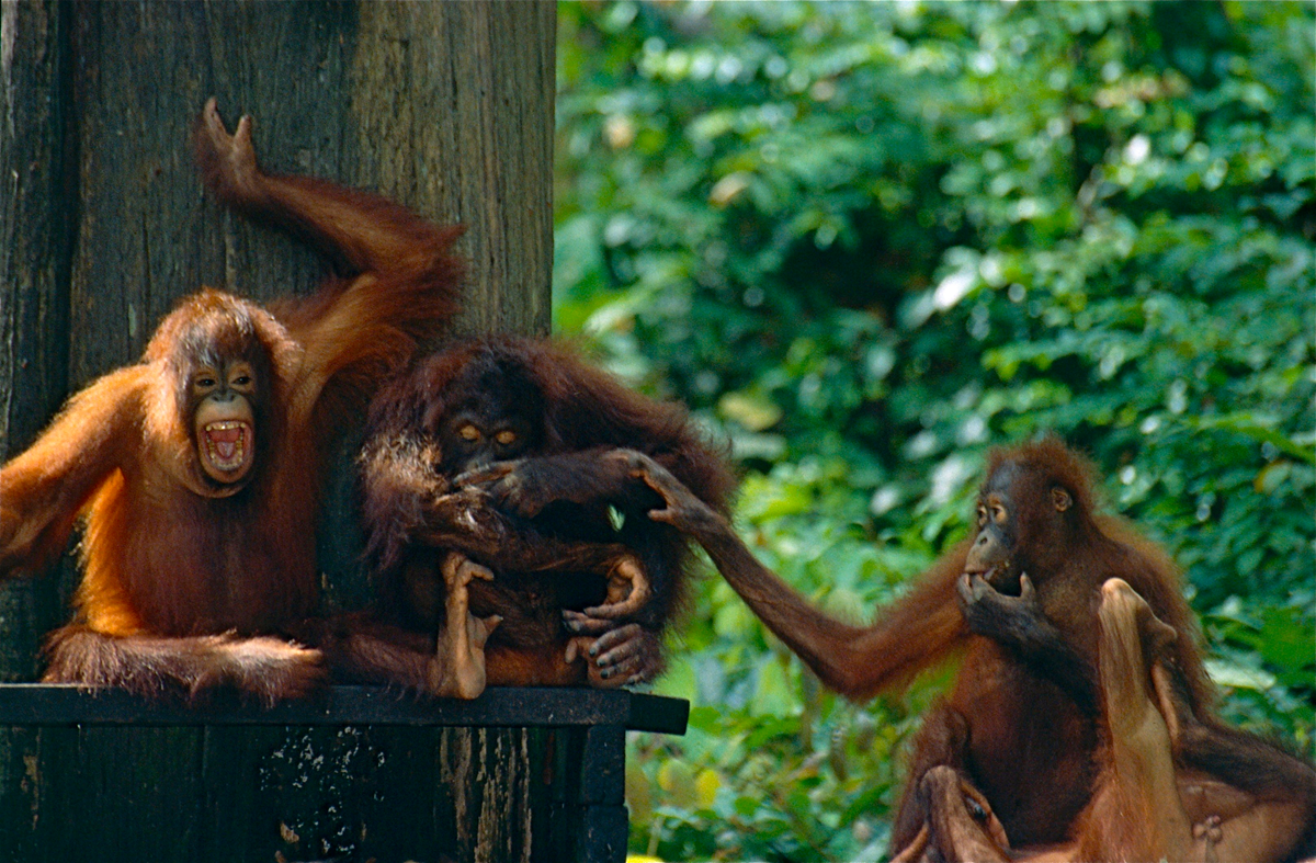 Three orangutans interact playfully outdoors; one is laughing with mouth open, another is grabbing a companion’s arm, while the third reaches out, surrounded by lush green foliage.