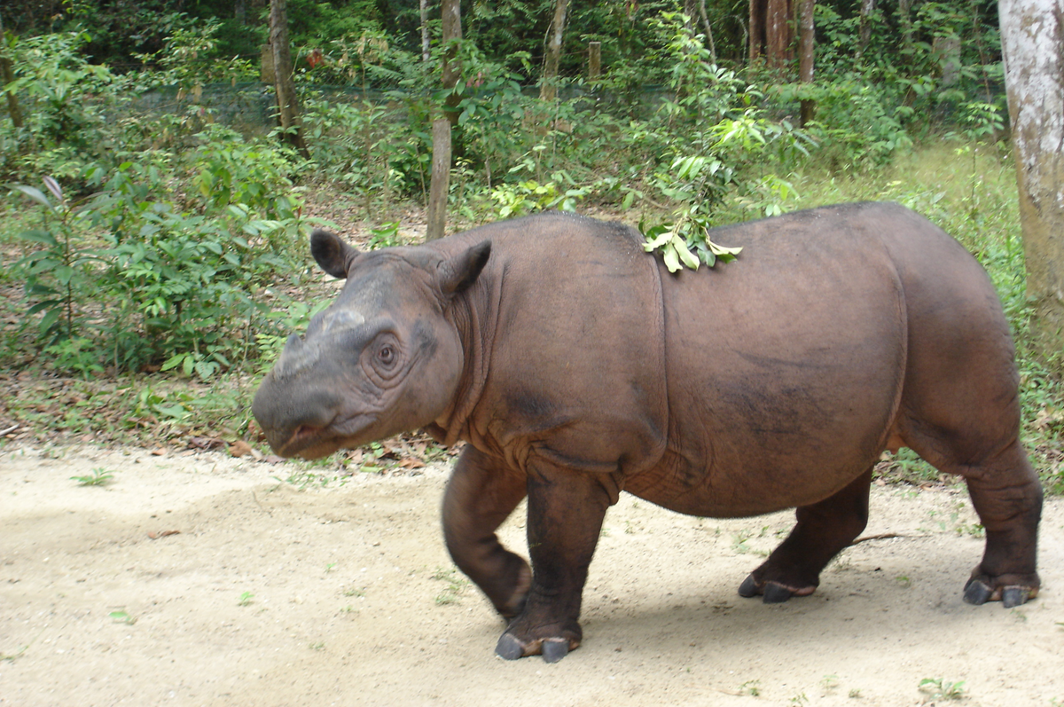A Sumatran rhinoceros stands on a dirt path in a forested area, with a small branch with leaves resting on its back.