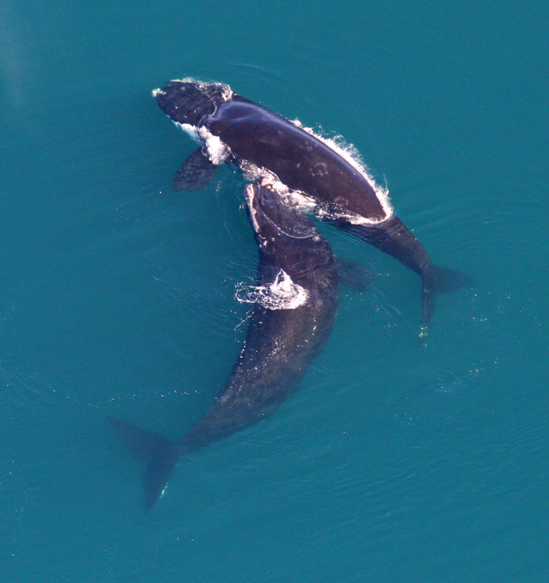 Aerial view of two whales swimming close together in clear blue water, with one whale’s head resting on the other’s back.