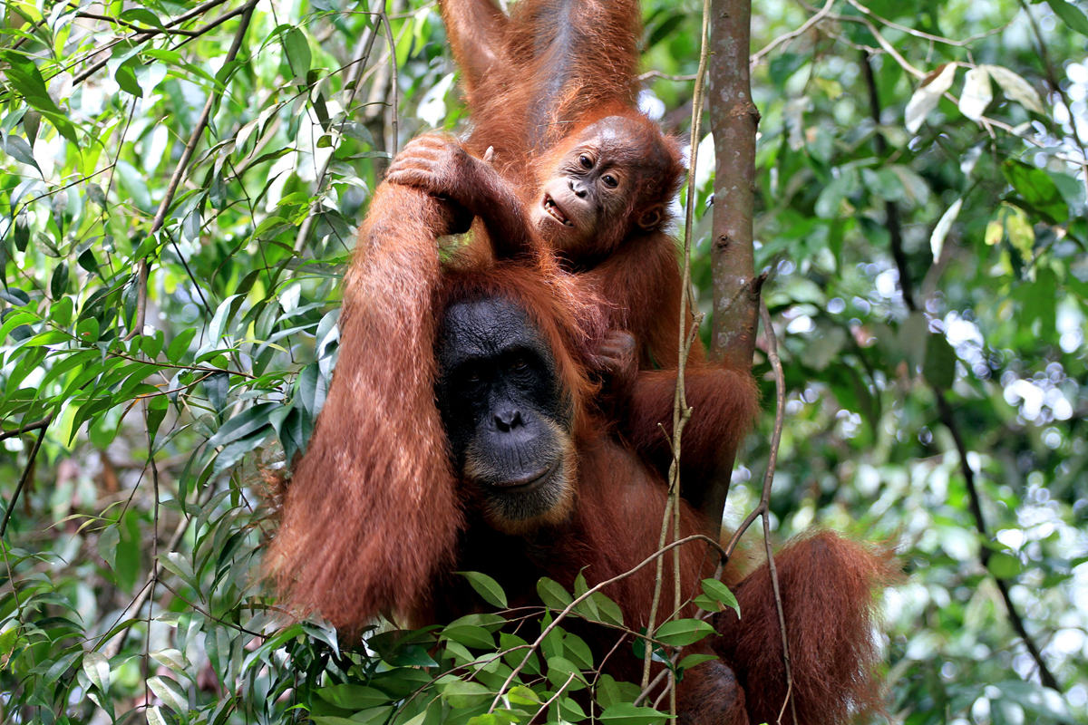 An adult orangutan climbs among green leaves with a baby orangutan clinging to its back, playfully pulling on the adult’s hair.